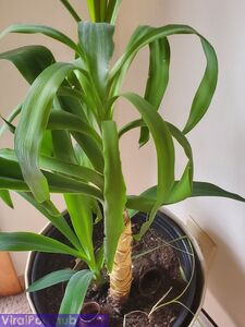 your_submissive_doll Onlyfans Leaks Nude Album - Latest leaks